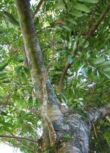 Carapa Guianensis trunk and canopy